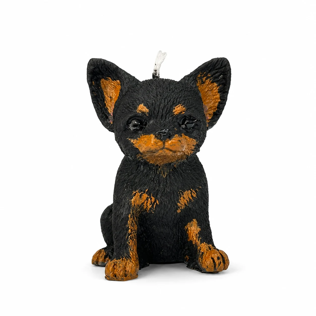 Chihuahua Negro y Fuego