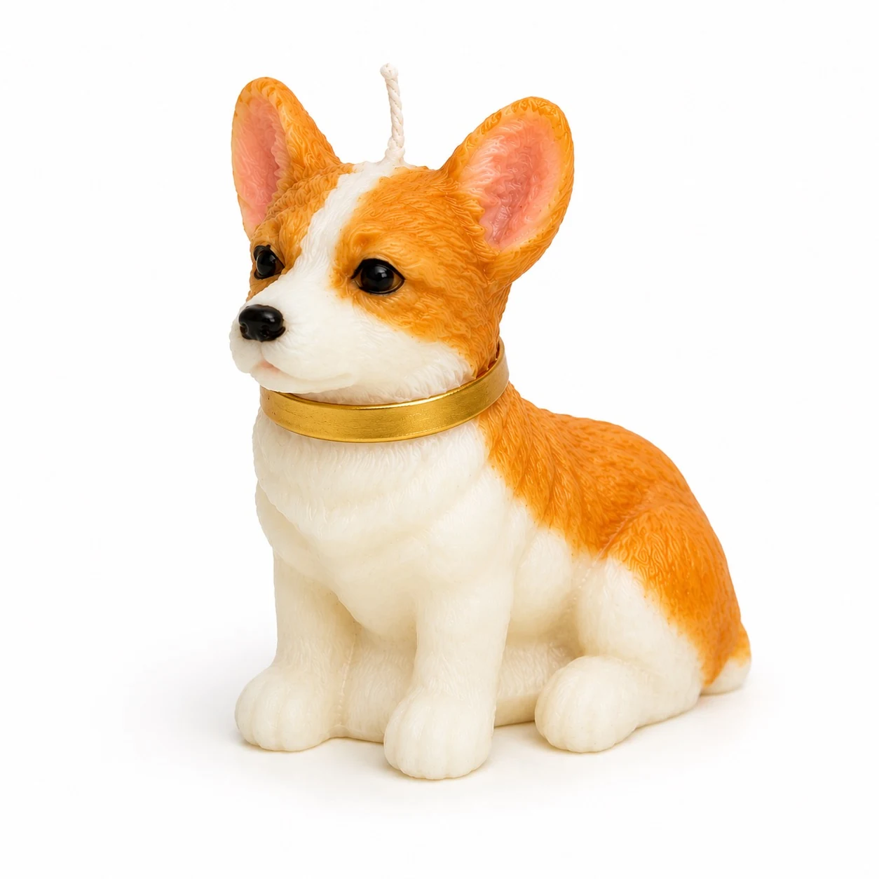 Corgi Canela