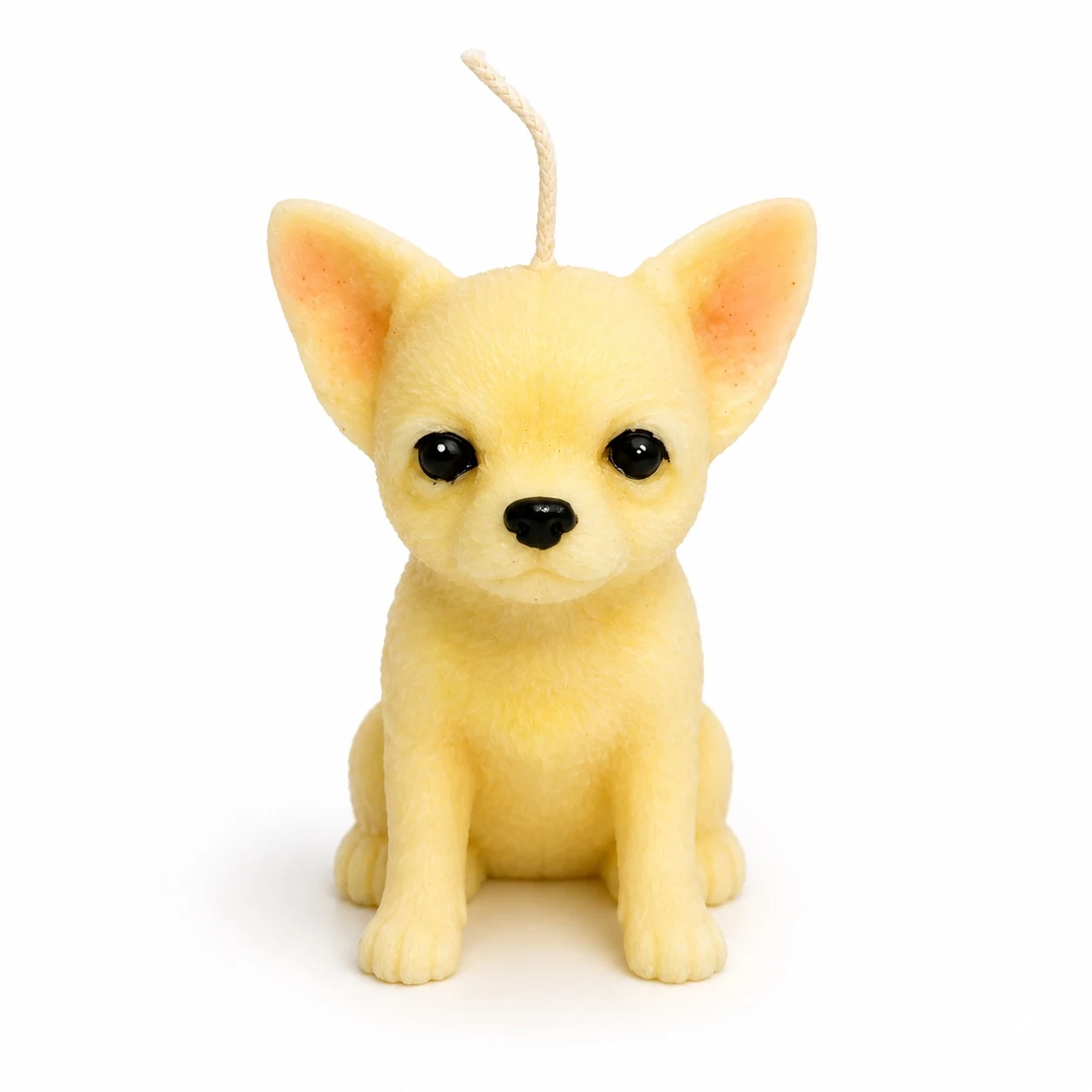 Honey Chihuahua