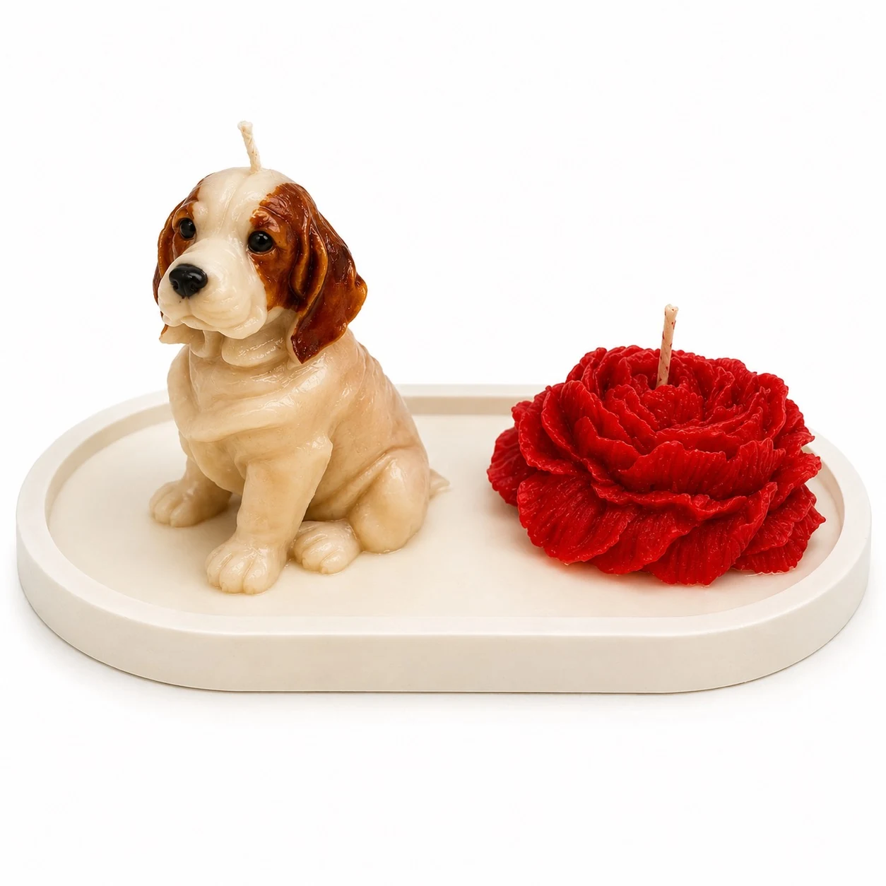 Beagle con Acompañante en Base