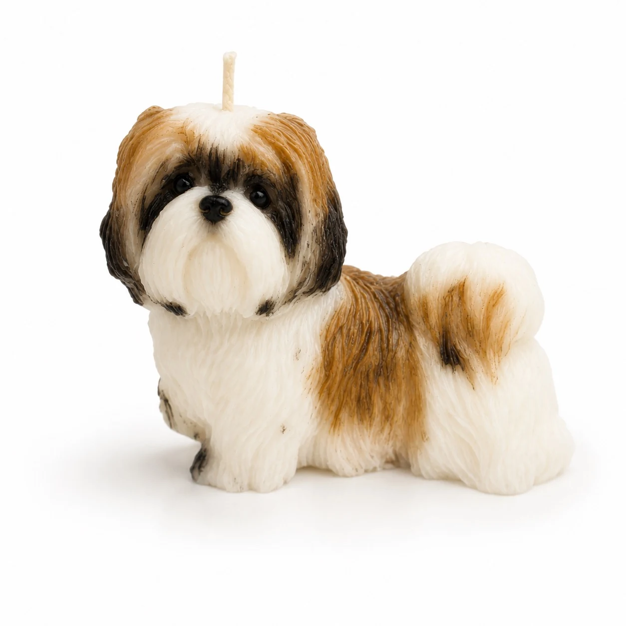 Cinnamon Shih Tzu