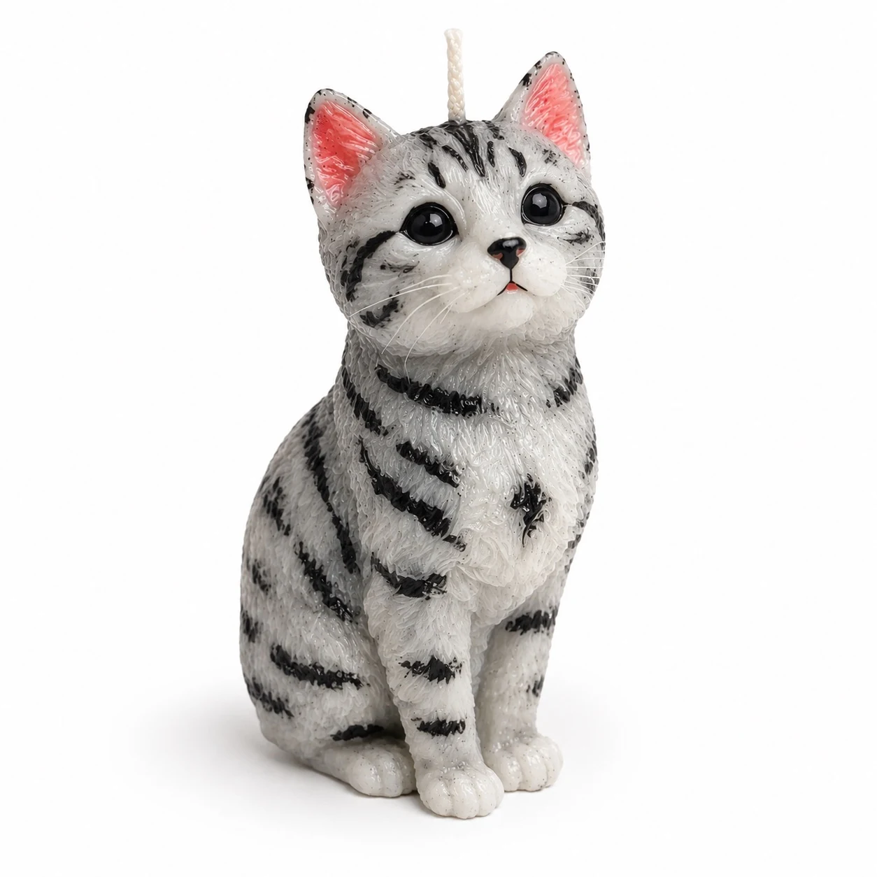 Tabby Kitten