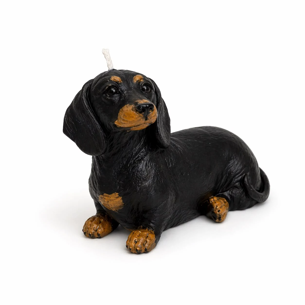 Dachshund Negro y Fuego