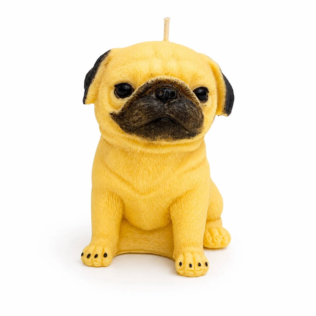 Pug