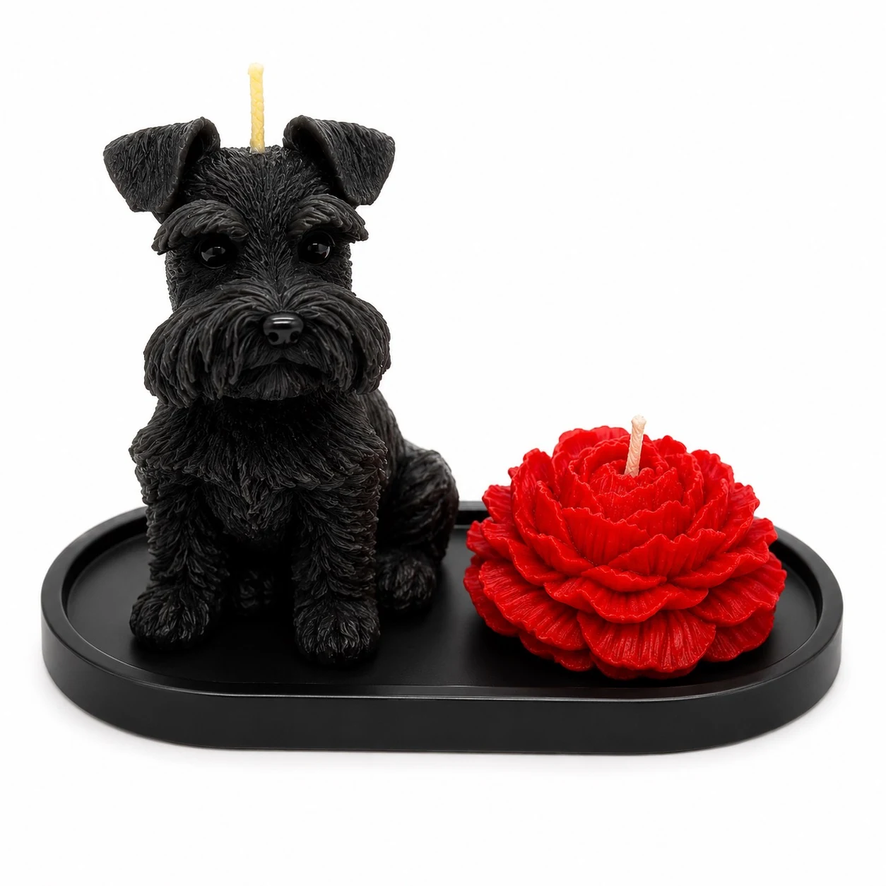 Schnauzer Negro en Base